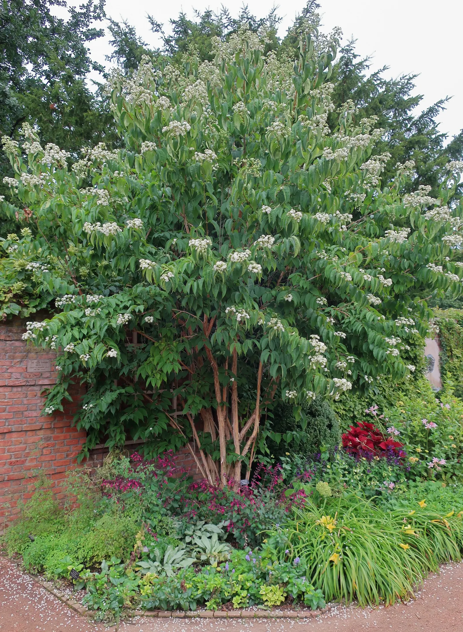 Seven Son Flower (Heptacodium Miconiodes) — making it a focal point in any garden setting