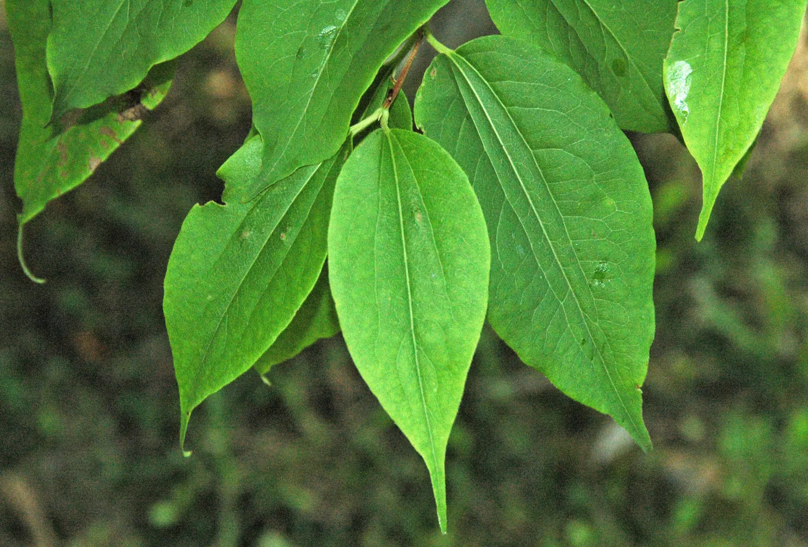 Seven Son Flower (Heptacodium Miconiodes) — it exhibits drought tolerance