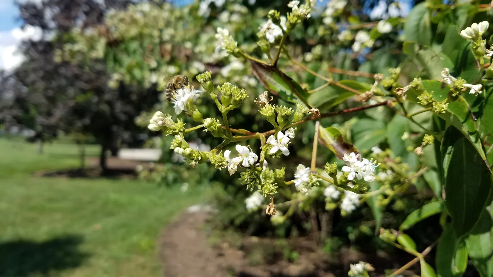 Seven Son Flower (Heptacodium Miconiodes) — making it a resilient choice for varied landscapes.<br><br>A haven for pollinators; hardy to USDA Zone 5, it's