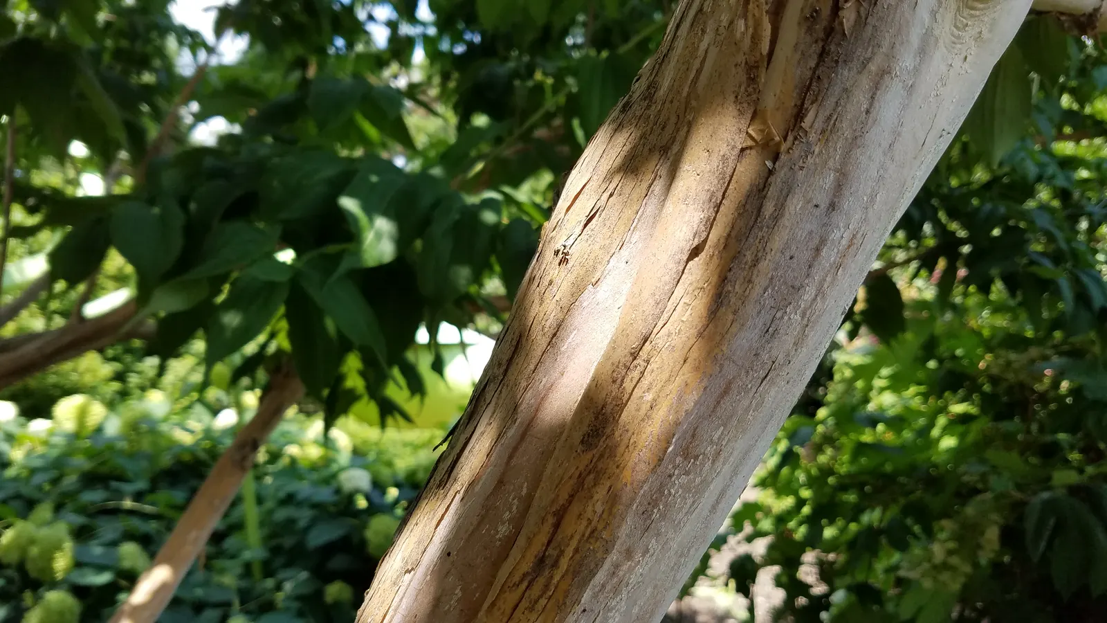 Seven Son Flower (Heptacodium Miconiodes) — revealing a rich brown inner bark that provides year-round visual interest.<br><br>As its common name suggests