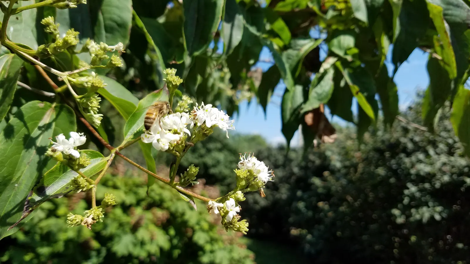 Seven Son Flower (Heptacodium Miconiodes) — is a distinctive deciduous shrub or small tree