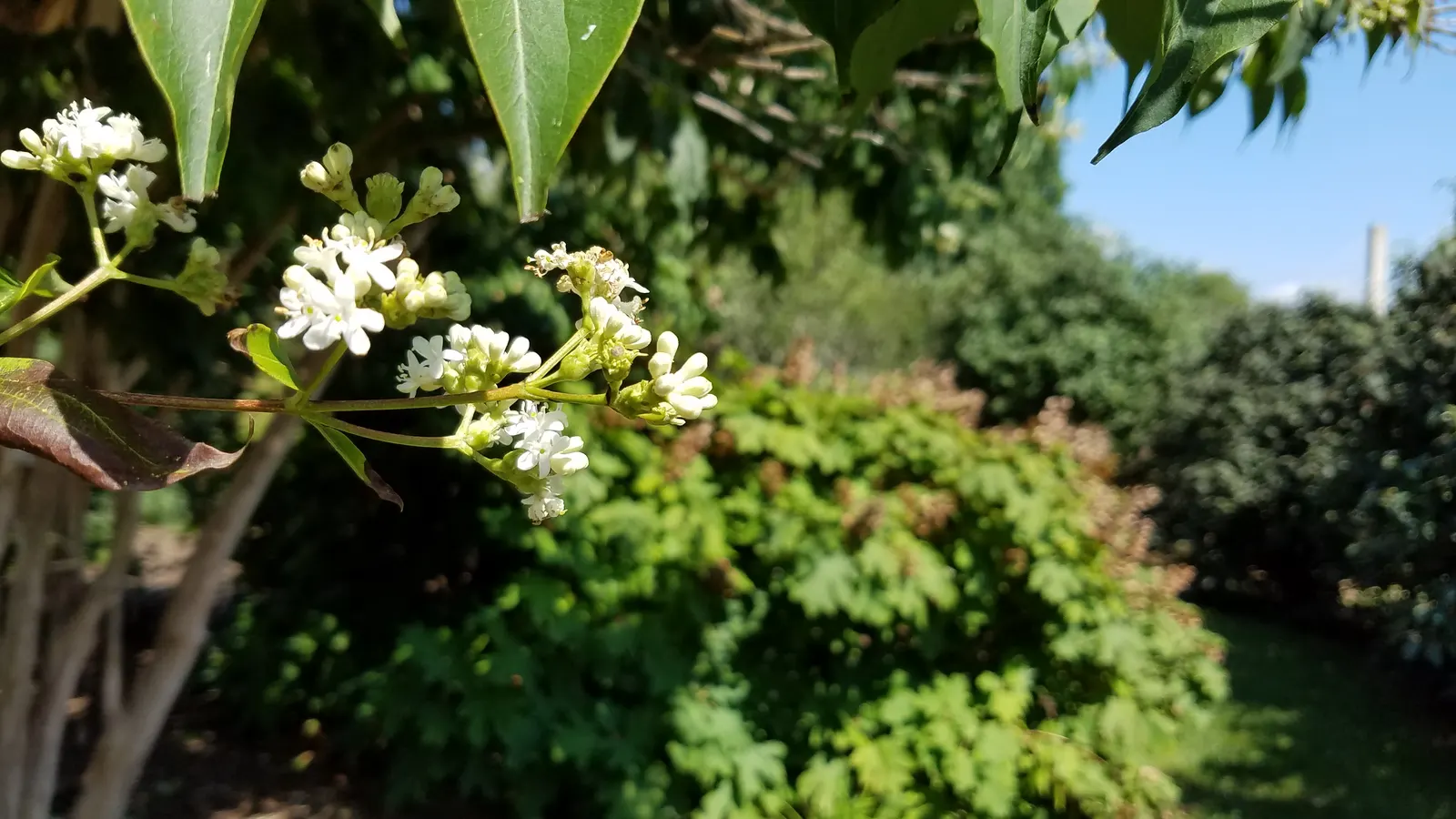 Seven Son Flower (Heptacodium Miconiodes) — its late-season blooms provide vital nectar for bees and butterflies; revealing a rich brown inner bark that