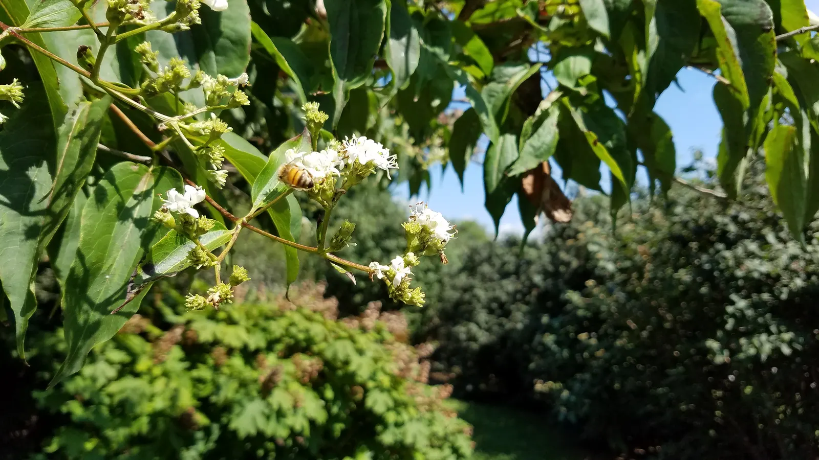 Seven Son Flower (Heptacodium Miconiodes) — the Seven Son Flower offers an additional spectacle with its calyces that enlarge and turn a vibrant red; making it