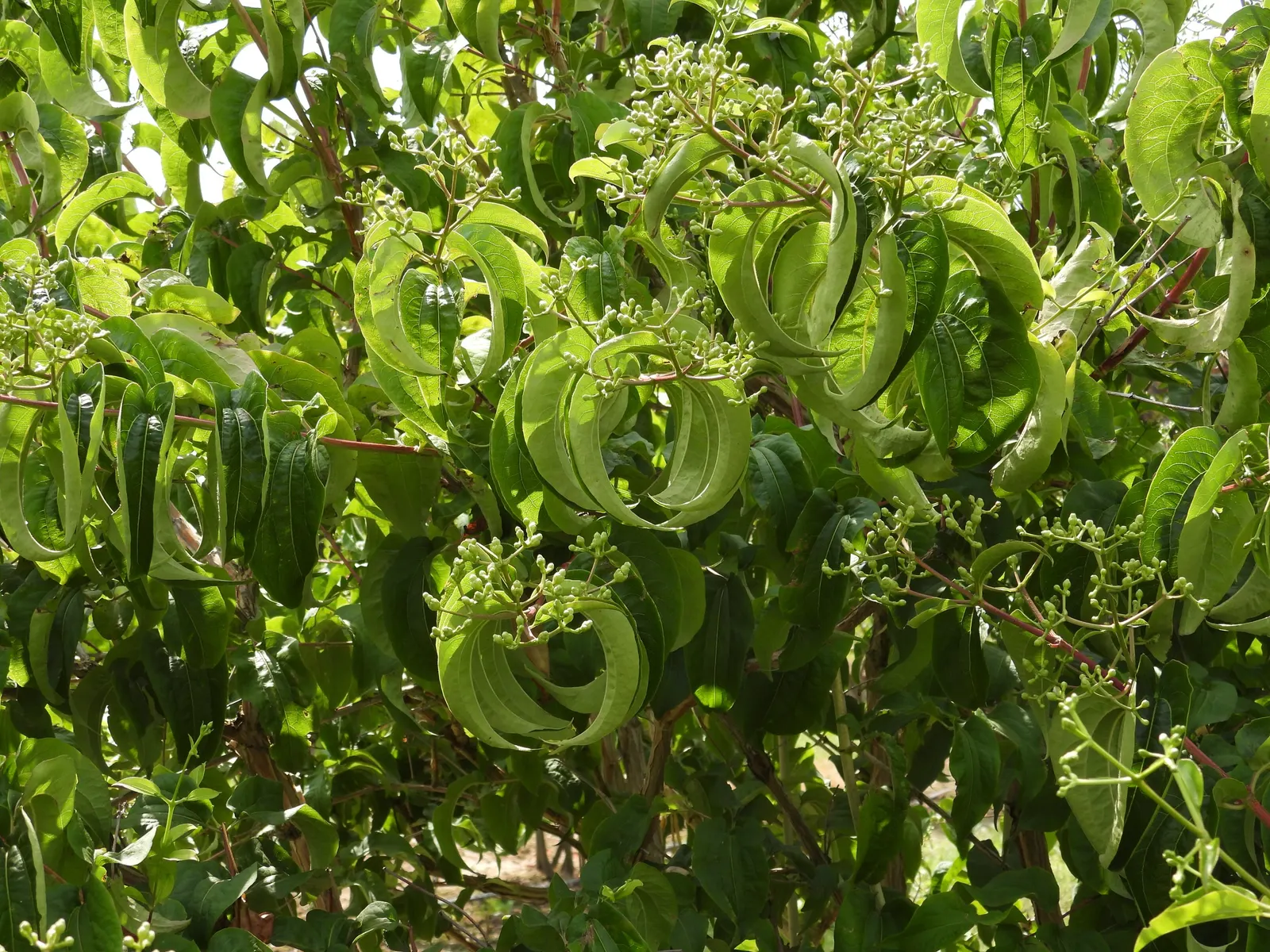 Seven Son Flower (Heptacodium Miconiodes) — at a time when few other shrubs are in flower