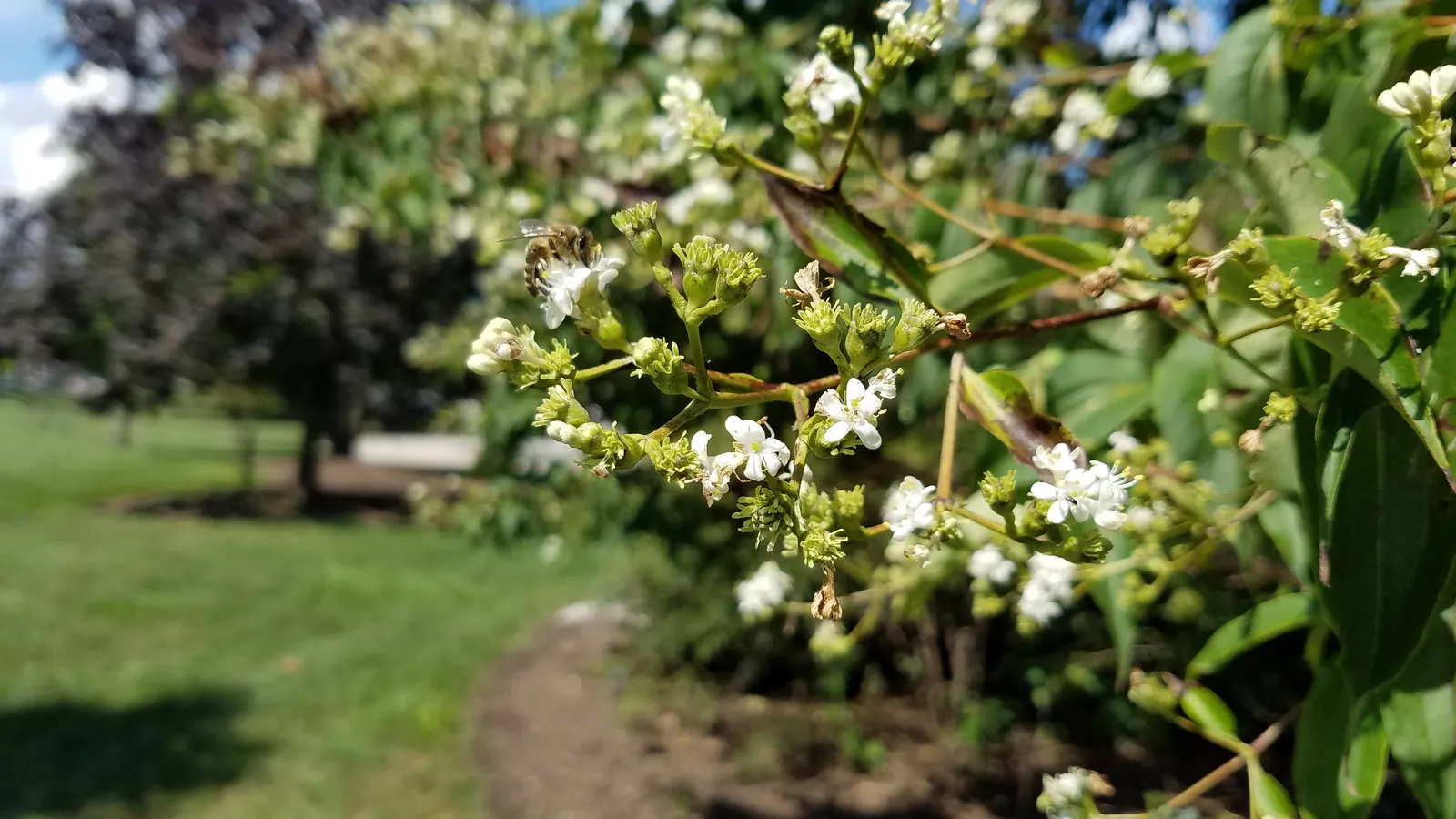 Seven Son Flower (Heptacodium Miconiodes) — offering a second flush of color into the autumn season.<br><br>Hardy in USDA zones 5 through 9; shrub / tree for