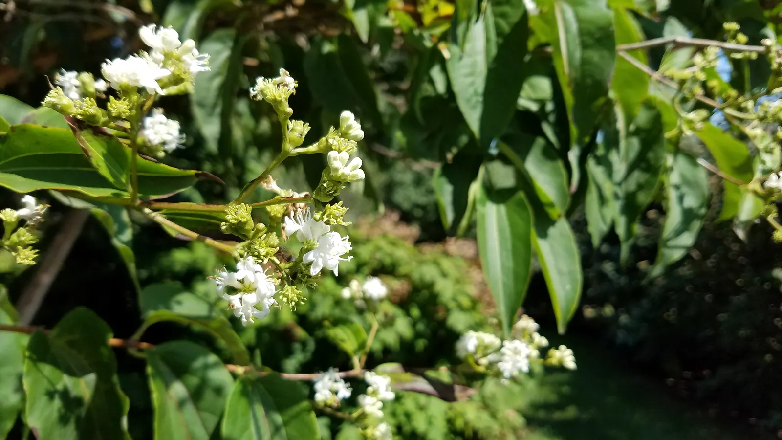 Seven Son Flower (Heptacodium Miconiodes) — Heptacodium miconioides is well-adapted to a variety of soil types; known scientifically as Heptacodium miconioides