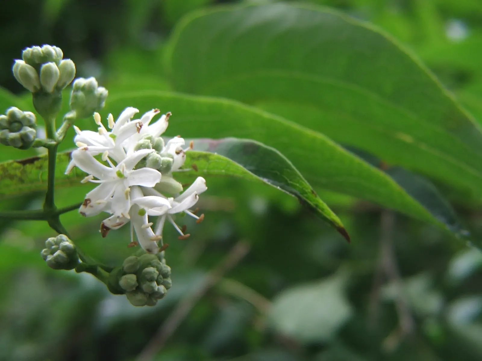 Seven Son Flower (Heptacodium Miconiodes) — which bloom profusely in late summer to early fall
