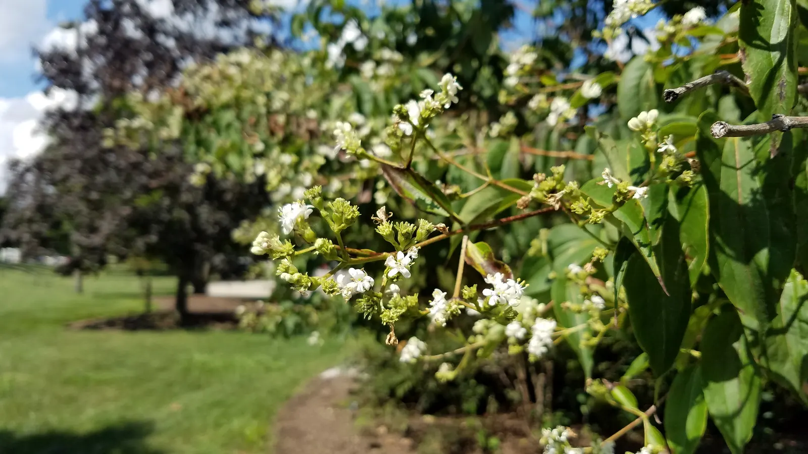 Seven Son Flower (Heptacodium Miconiodes) — The Seven Son Flower (Heptacodium miconioides) is an ornamental deciduous shrub or small tree; with, image 59