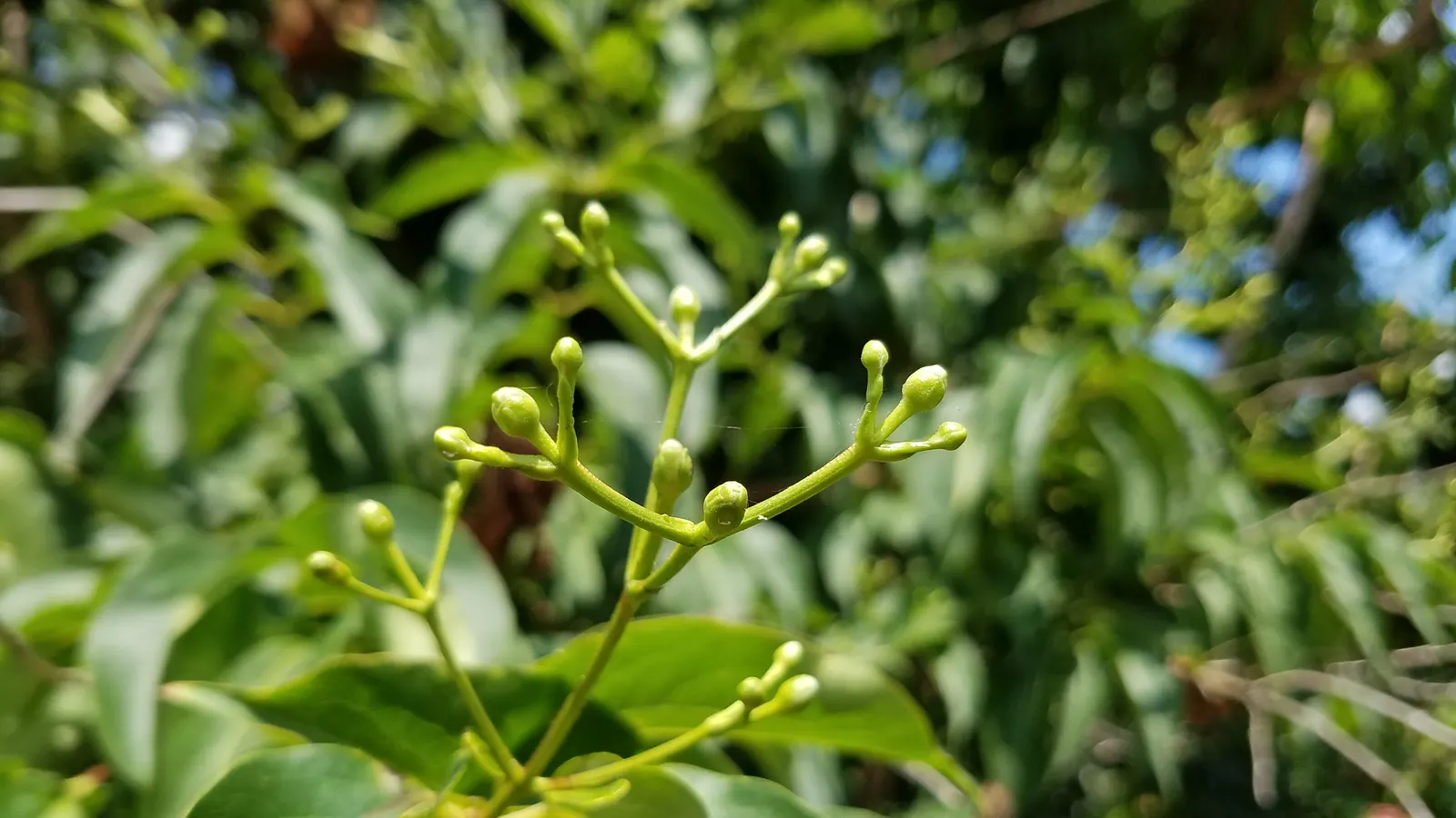 Seven Son Flower (Heptacodium Miconiodes) — Maturing at 15-20 feet tall and 10-15 feet wide; exhibits a vase-shaped growth habit that can add an, image 60