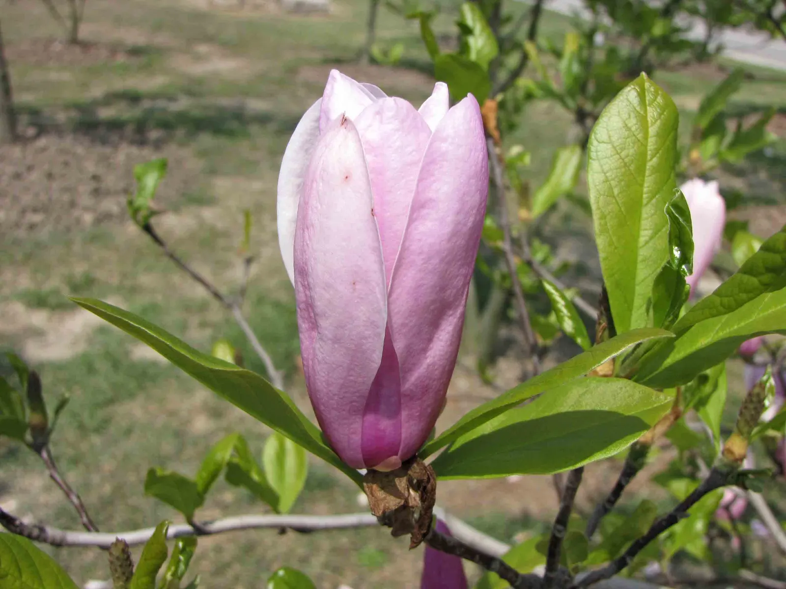 Jane Magnolia (Magnolia 'Jane') — purple-pink tulip-shaped flowers