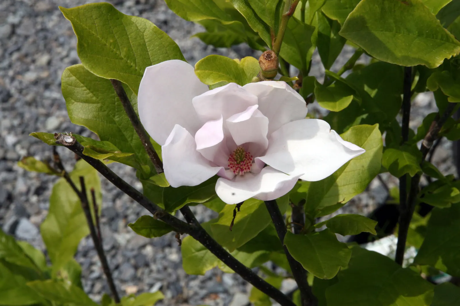 Jane Magnolia (Magnolia 'Jane') — which persists as an attractive