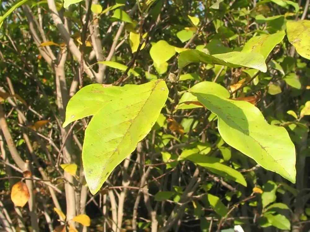 Jane Magnolia (Magnolia 'Jane') — this low-maintenance shrub flourishes in full sun to part shade and well-drained soils; it's a compact, resilient specimen