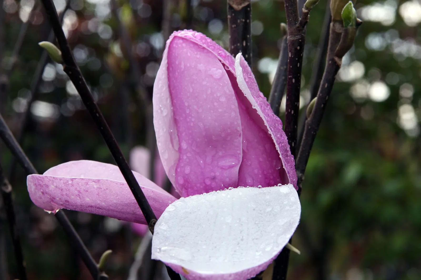 Jane Magnolia (Magnolia 'Jane') — Regular watering is essential, especially until the plant is well-established