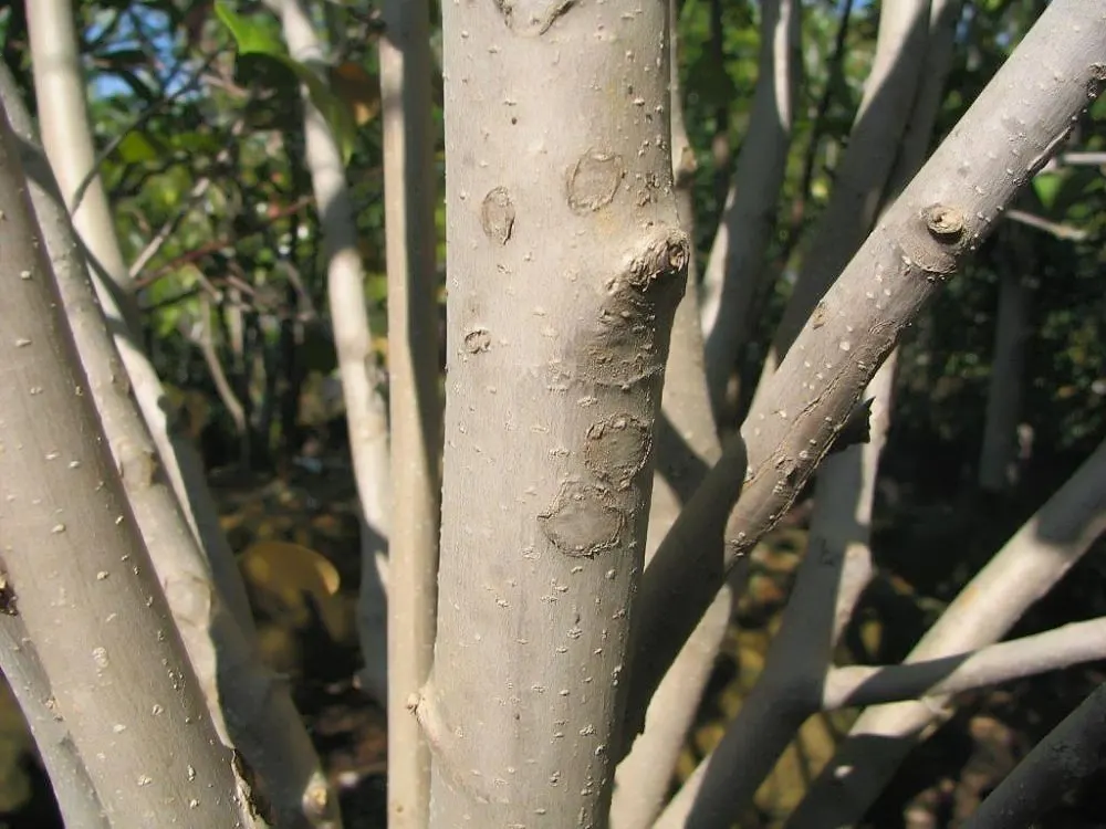 Jane Magnolia (Magnolia 'Jane') — Reaching a height and spread of approximately 10 to 15 feet; displaying moderate tolerance to urban pollution