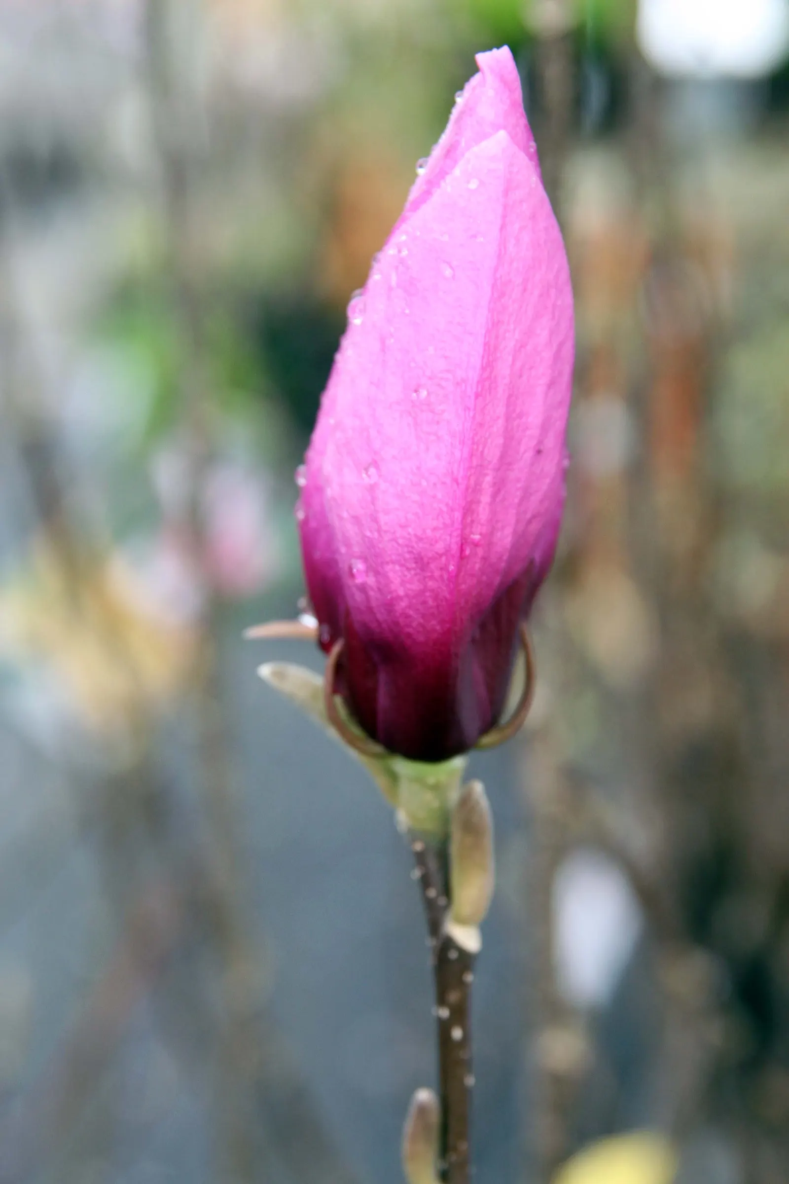 Jane Magnolia (Magnolia 'Jane') — The Magnolia 'Jane' is a charming specimen from the Little Girl series of Magnolias