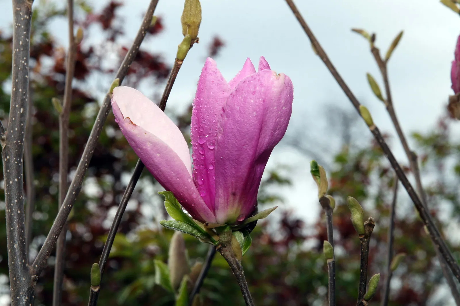 Jane Magnolia (Magnolia 'Jane') — The blossoms showcase an exquisite palette - purple to reddish-purple on the outside