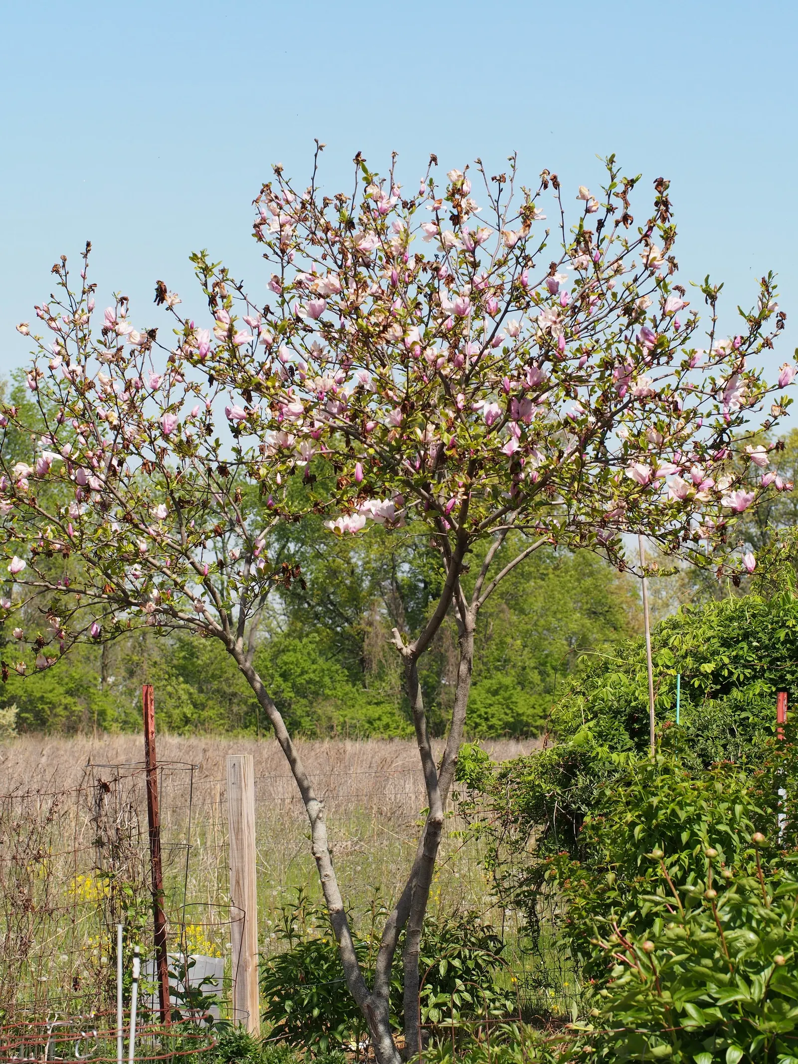 Jane Magnolia (Magnolia 'Jane') — about 5 to 6 inches across