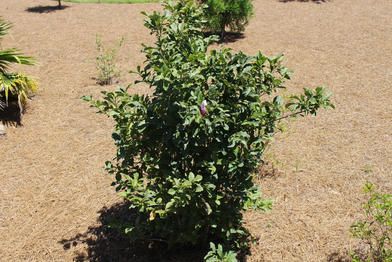 Jane Magnolia (Magnolia 'Jane') — creating a striking display against the backdrop of dark green