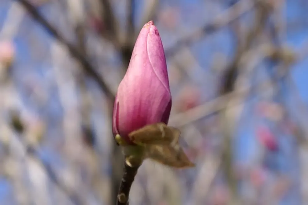 Jane Magnolia (Magnolia 'Jane') — shrub / tree for full or half