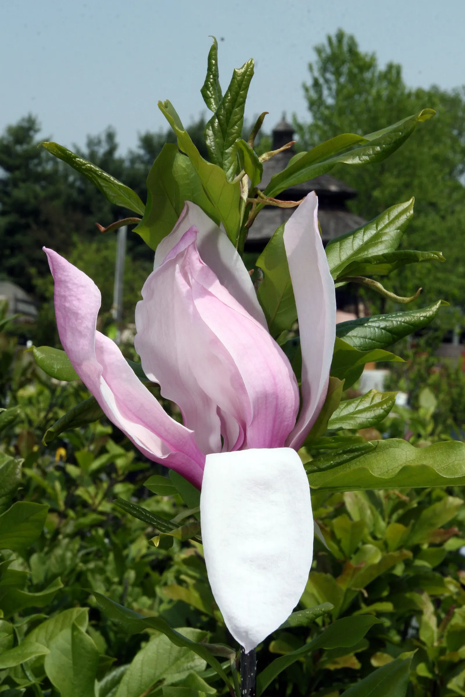 Jane Magnolia (Magnolia 'Jane') — this low-maintenance shrub flourishes in full sun to part shade and well-drained soils