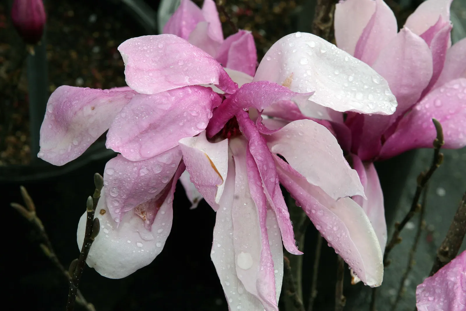 Jane Magnolia (Magnolia 'Jane') — upright growth habit and late bloom that spares it from the perils of spring frosts; reaching a height and spread of