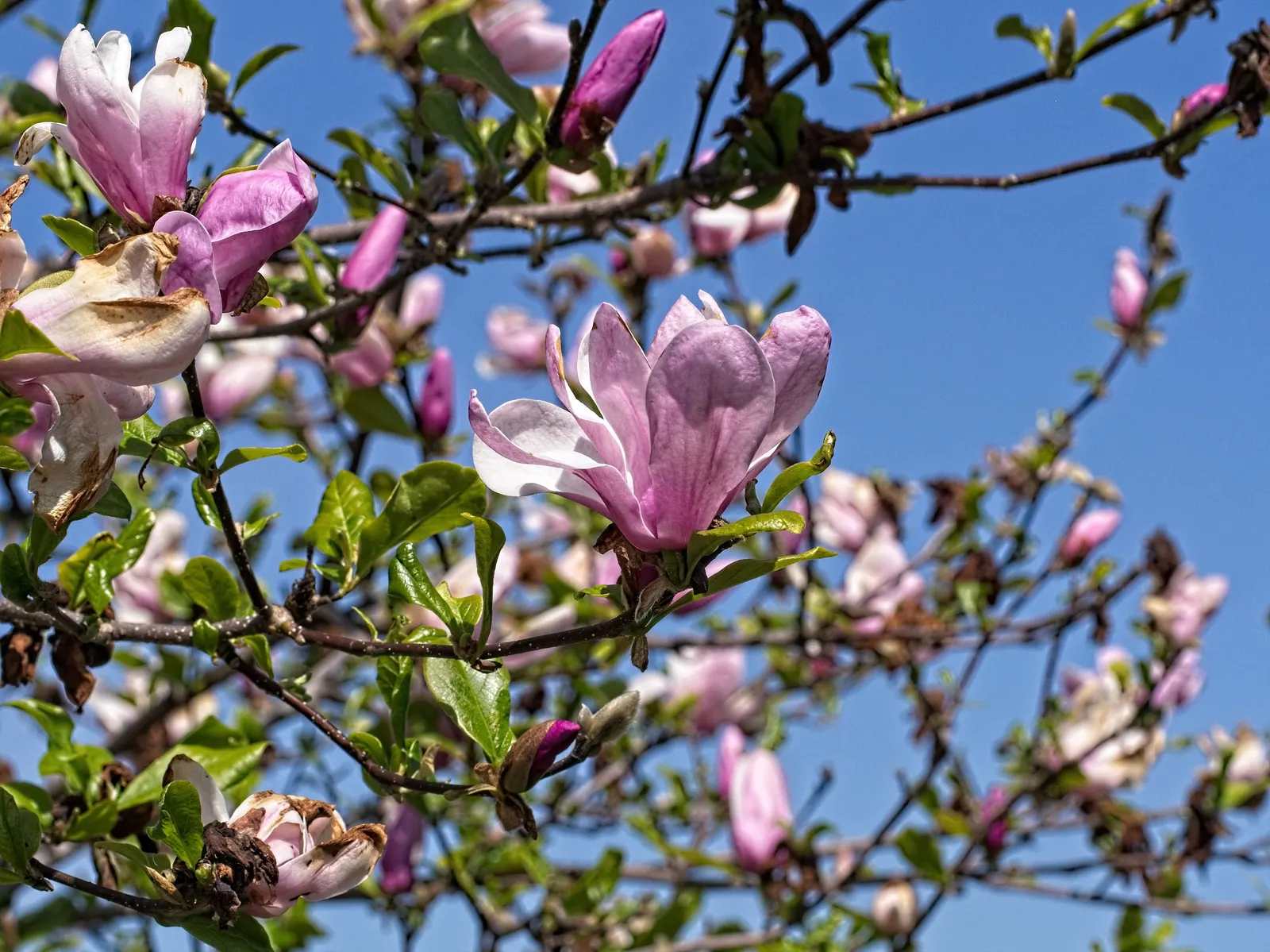 Jane Magnolia (Magnolia 'Jane') — The Jane Magnolia (Magnolia x 'Jane') is a stunning deciduous hybrid known for its late-blooming