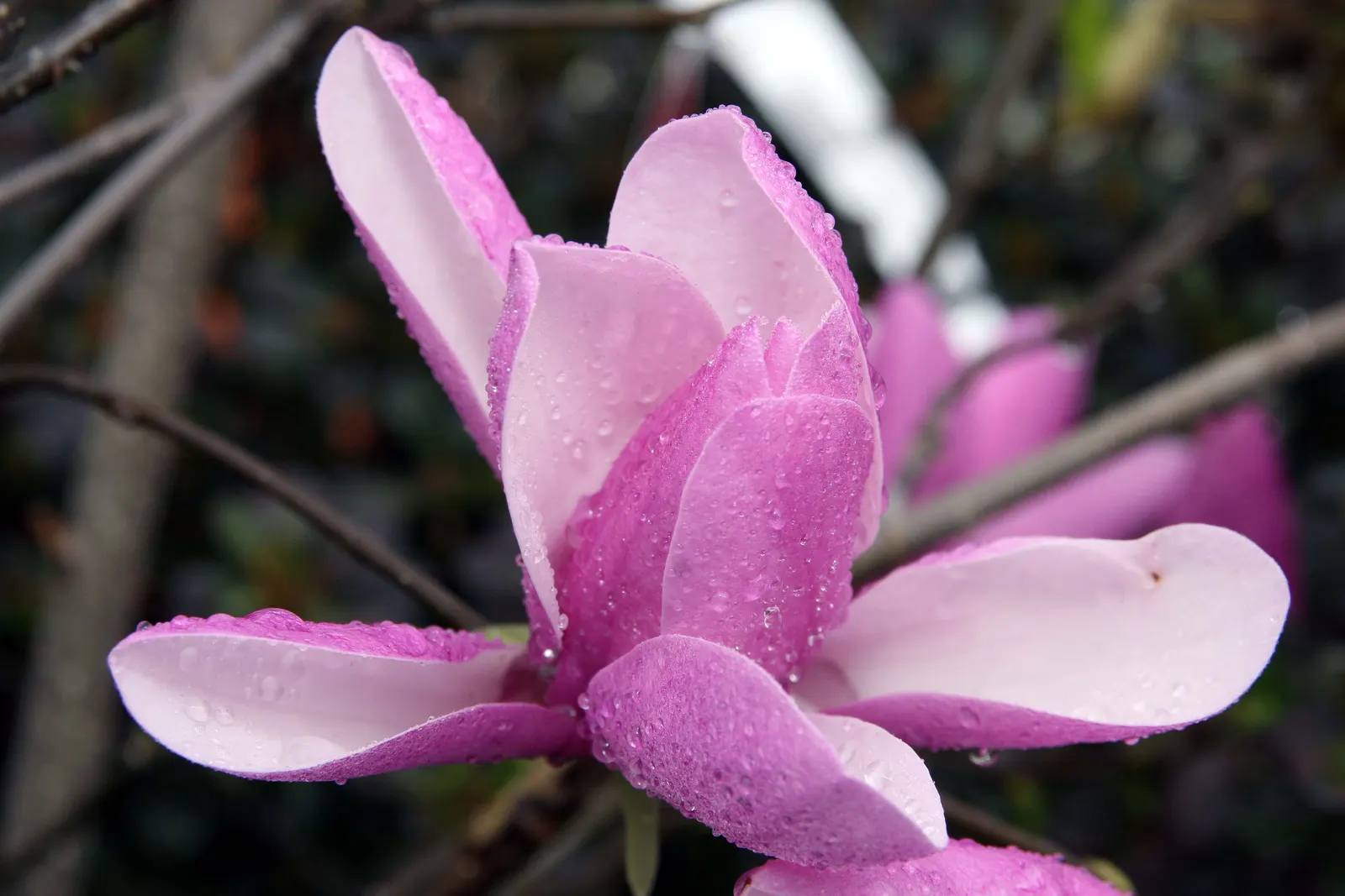 Jane Magnolia (Magnolia 'Jane') — purple-pink tulip-shaped flowers; that burst forth in mid to late spring