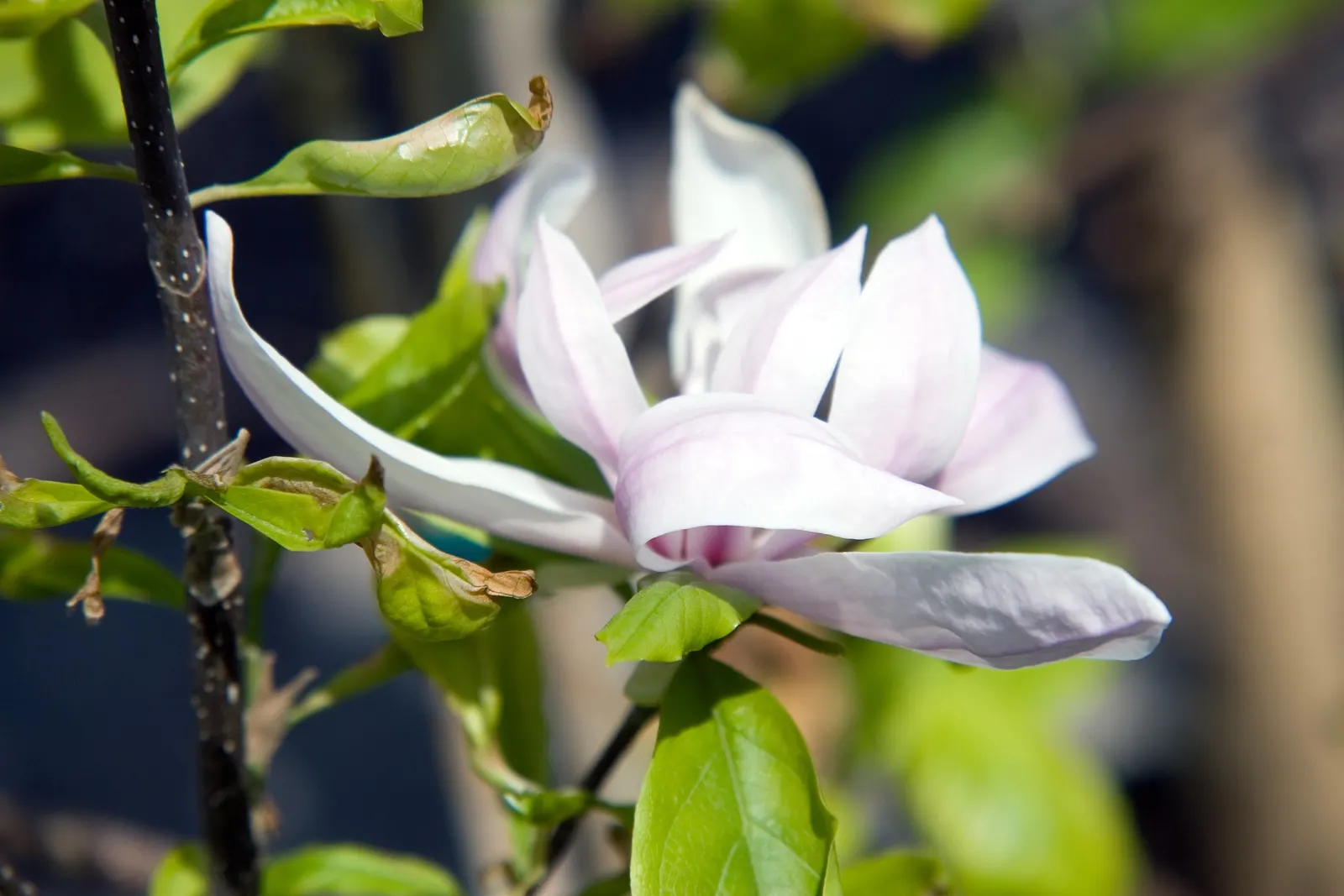 Jane Magnolia (Magnolia 'Jane') — upright growth habit and late bloom that spares it from the perils of spring frosts