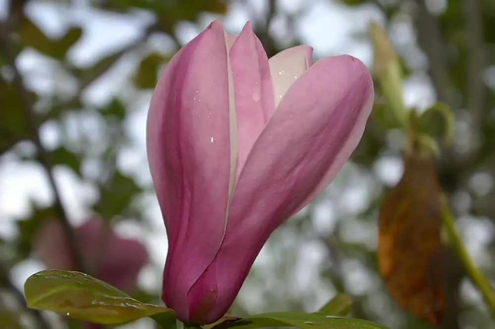 Jane Magnolia (Magnolia 'Jane') — It adds a burst of spring color before the glossy green leaves emerge