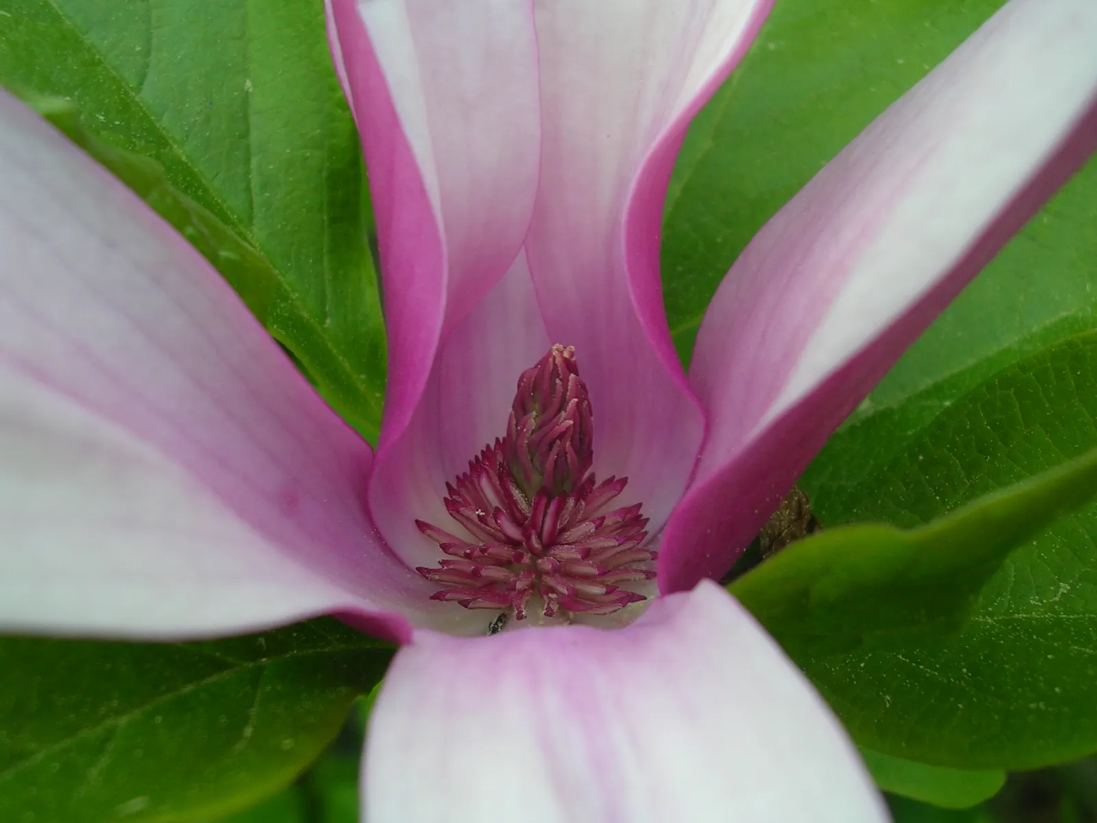 Jane Magnolia (Magnolia 'Jane') — displaying moderate tolerance to urban pollution