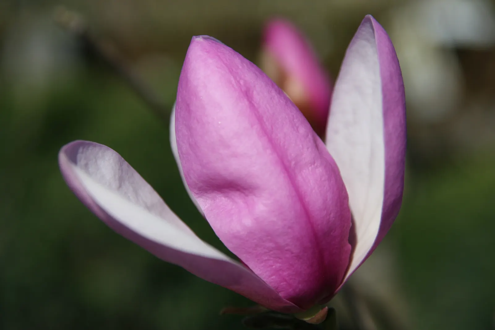 Jane Magnolia (Magnolia 'Jane') — shrub / tree with multi-colored and purple and red and white blooms