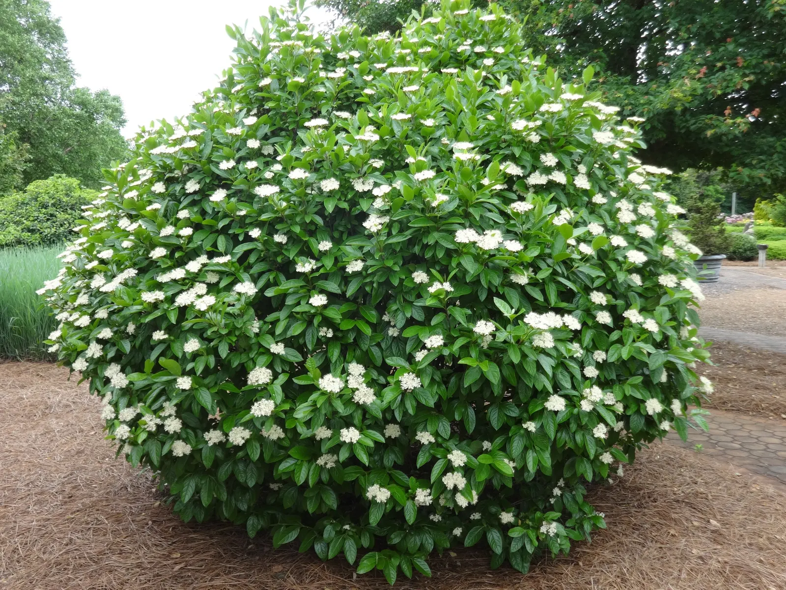 Jane Magnolia (Magnolia 'Jane') — which makes it suitable for city environments