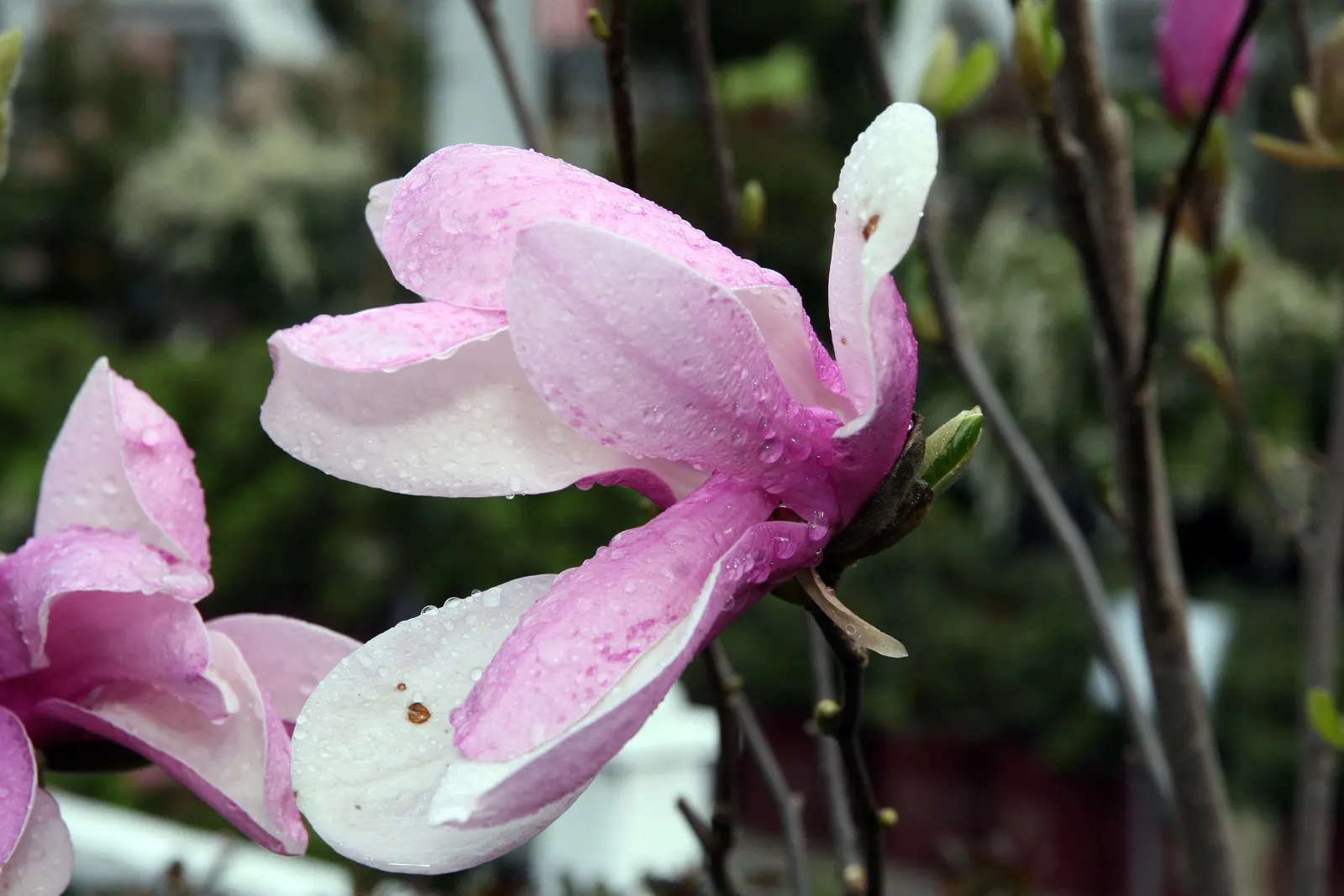 Jane Magnolia (Magnolia 'Jane') — The Magnolia 'Jane' is a charming specimen from the Little Girl series of Magnolias; purple-pink tulip-shaped flowers