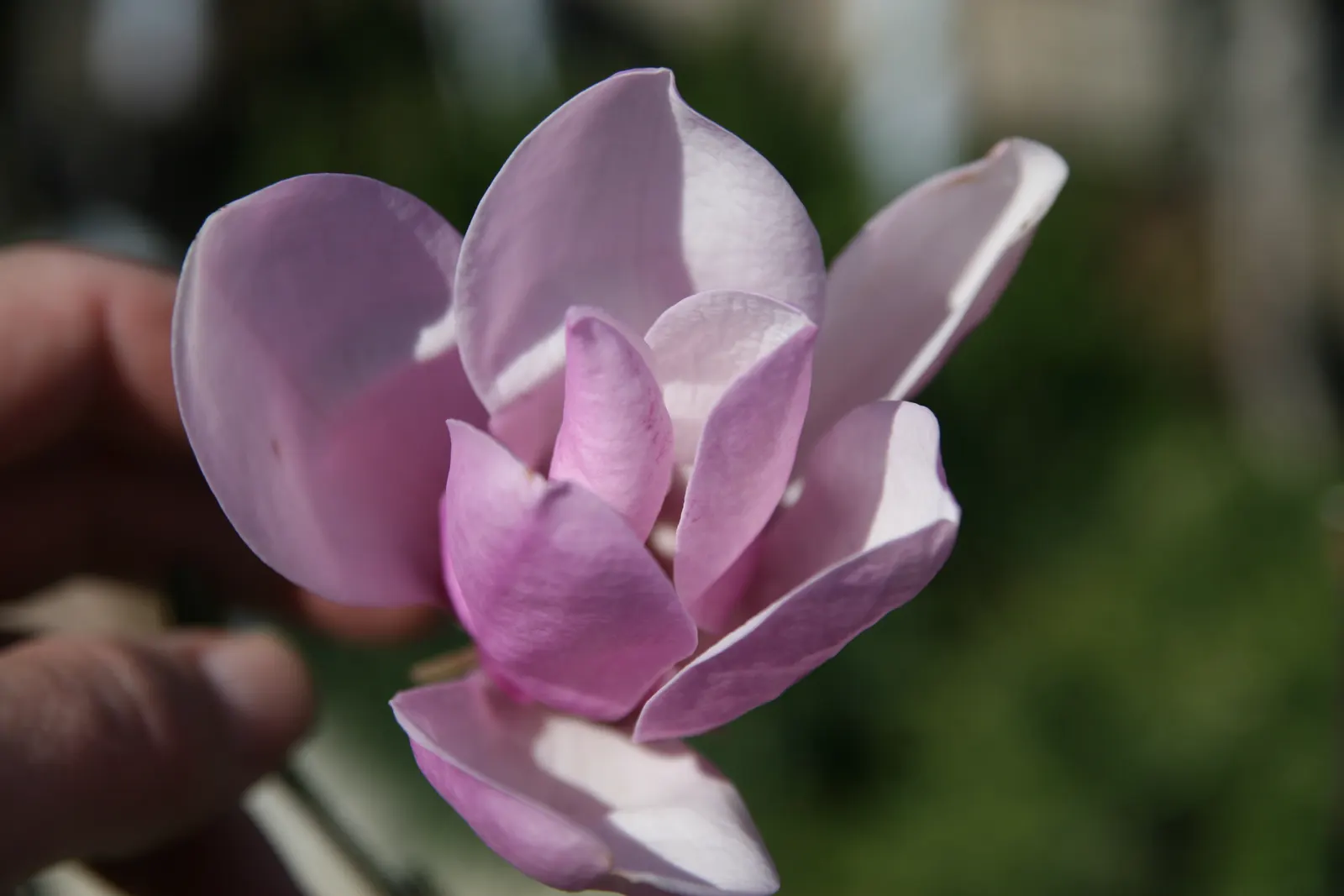 Jane Magnolia (Magnolia 'Jane') — It performs best in rich, well-drained, acidic to neutral soil