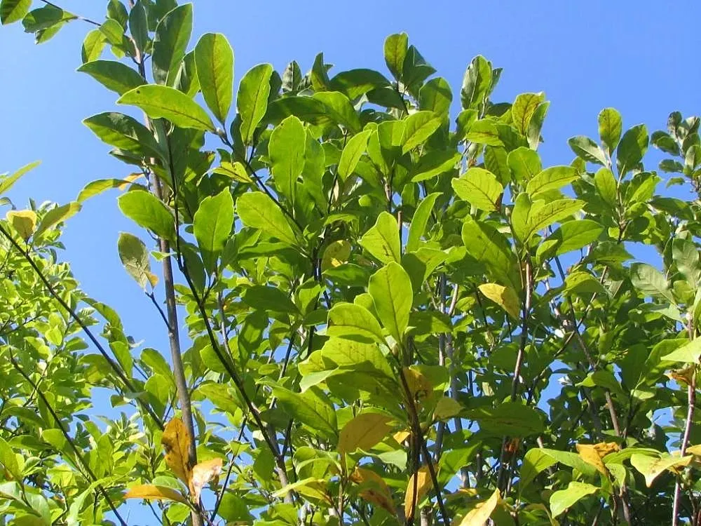 Jane Magnolia (Magnolia 'Jane') — providing interest throughout the season; which makes it suitable for city environments