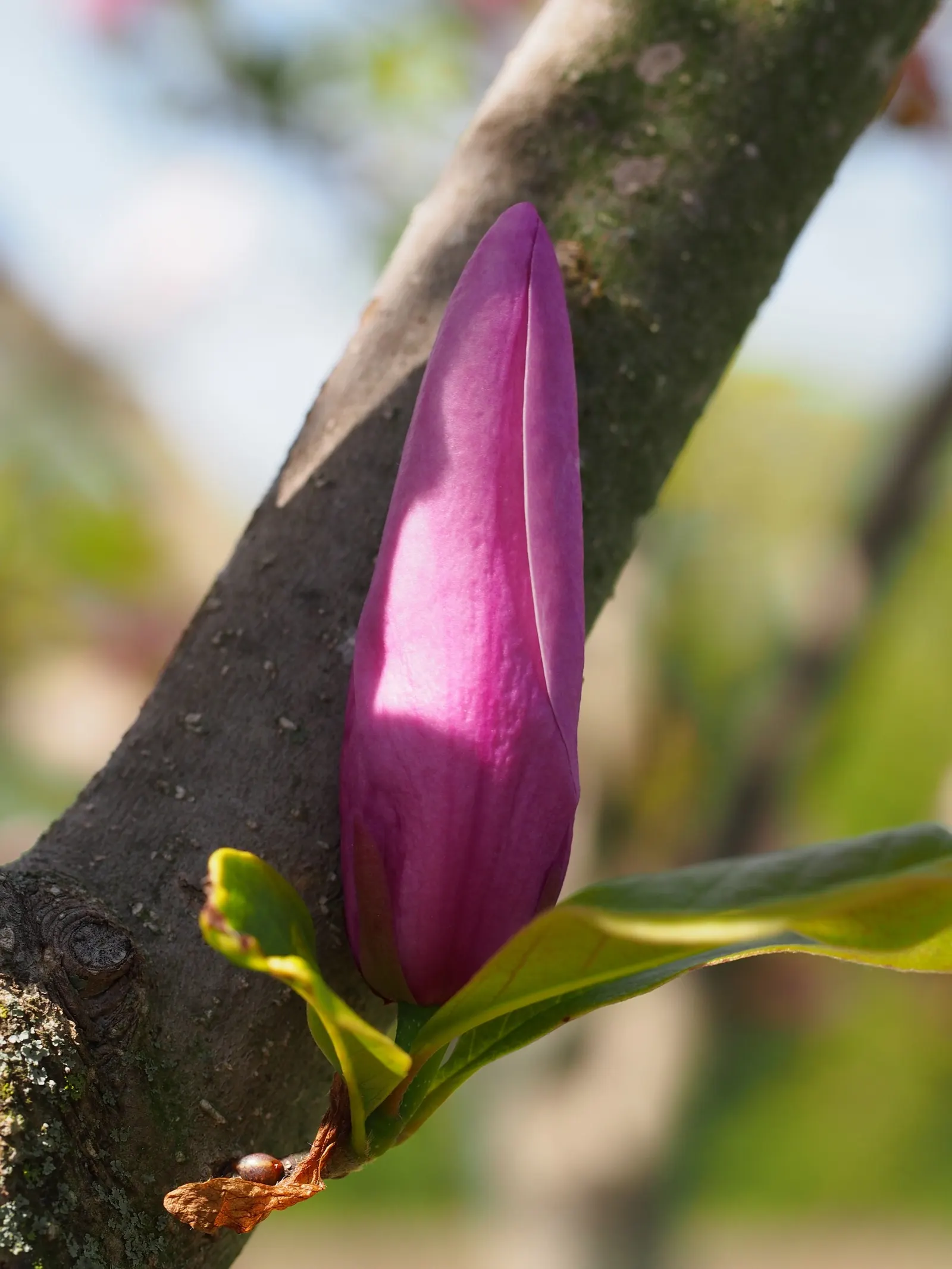 Jane Magnolia (Magnolia 'Jane') — providing interest throughout the season