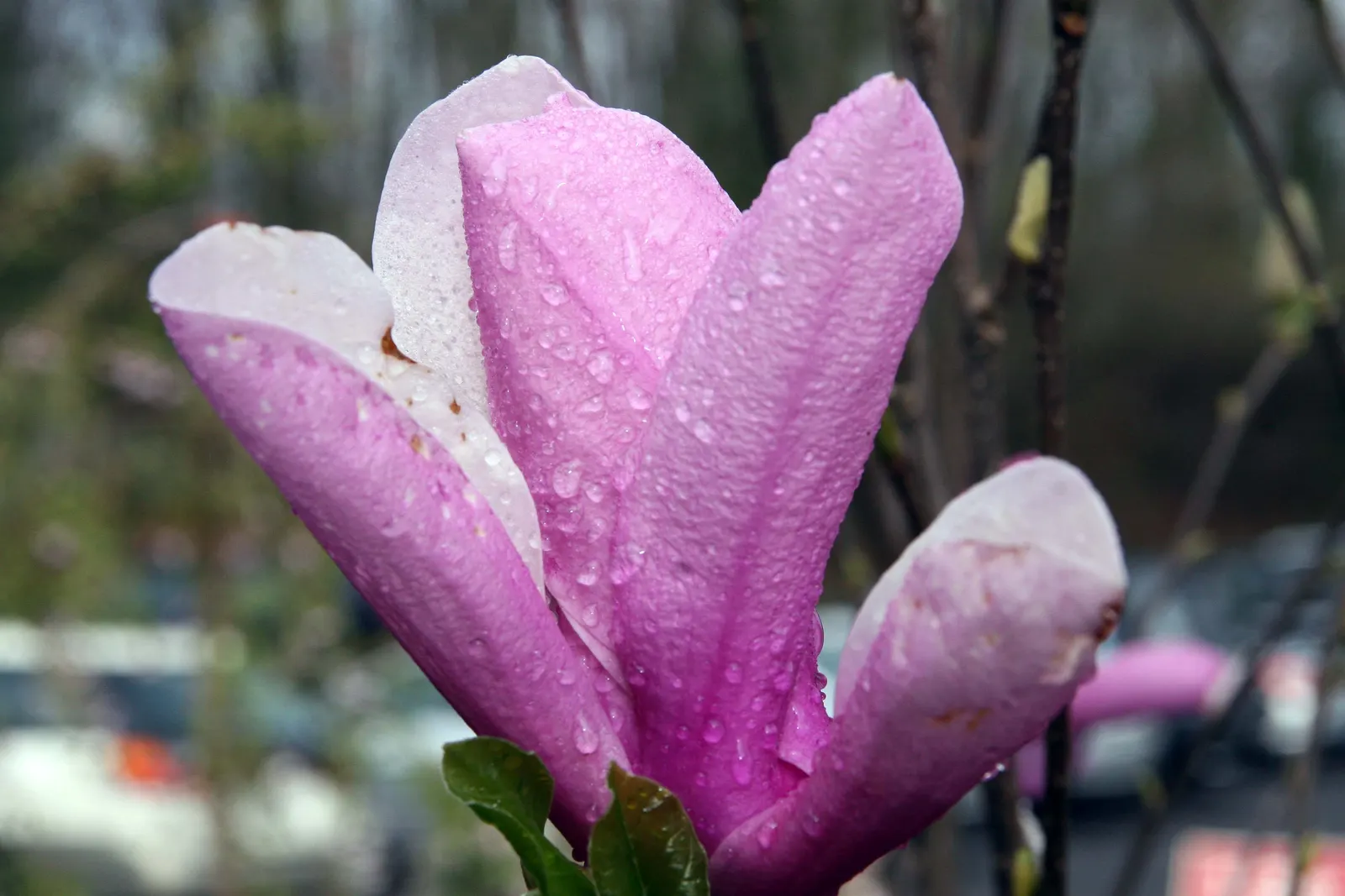 Jane Magnolia (Magnolia 'Jane') — It adds a burst of spring color before the glossy green leaves emerge; about 5 to 6 inches across