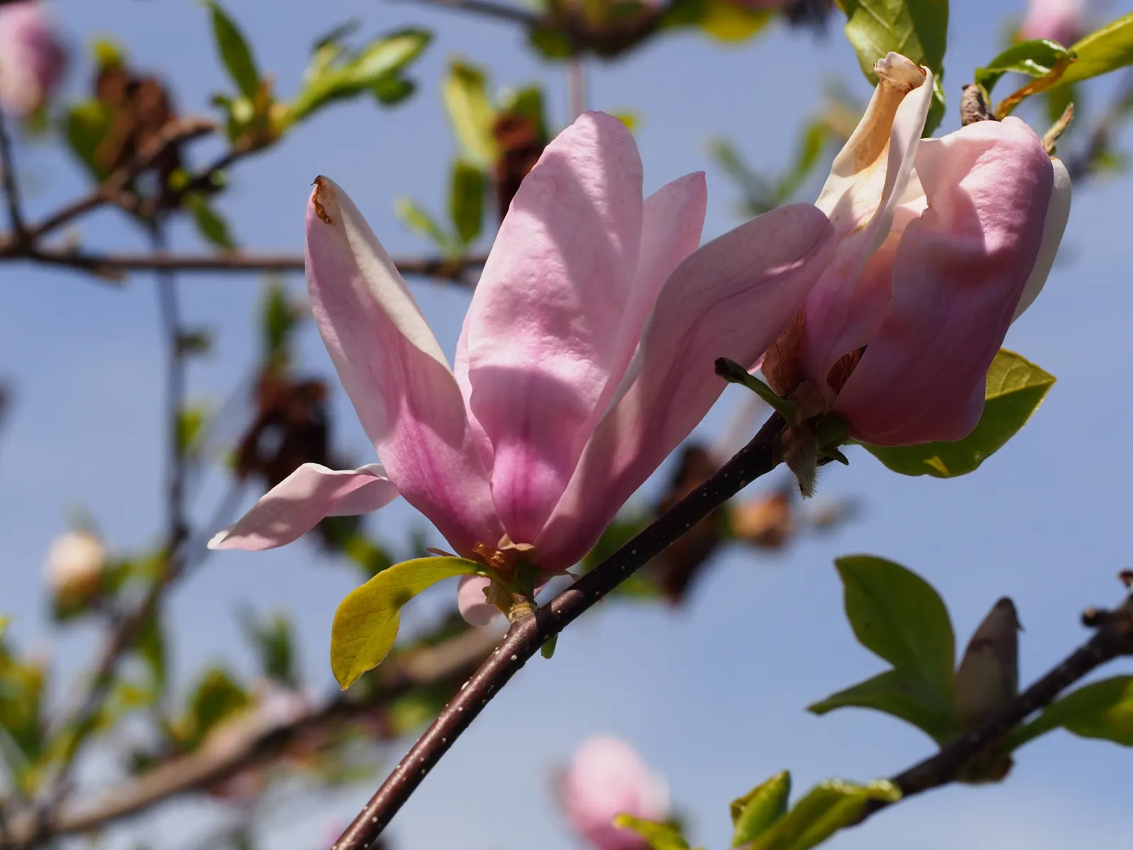 Jane Magnolia (Magnolia 'Jane') — Reaching a height and spread of approximately 10 to 15 feet