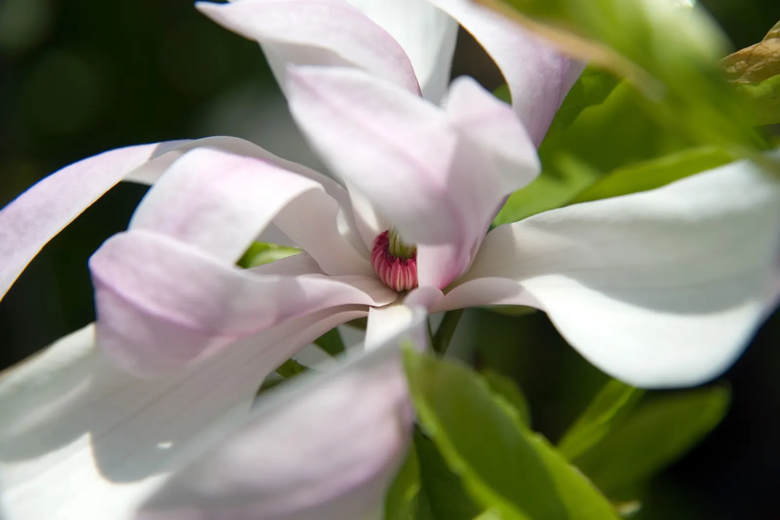 Jane Magnolia (Magnolia 'Jane') — The Jane Magnolia (Magnolia x 'Jane') is a stunning deciduous hybrid known for its late-blooming; this low-maintenance shrub