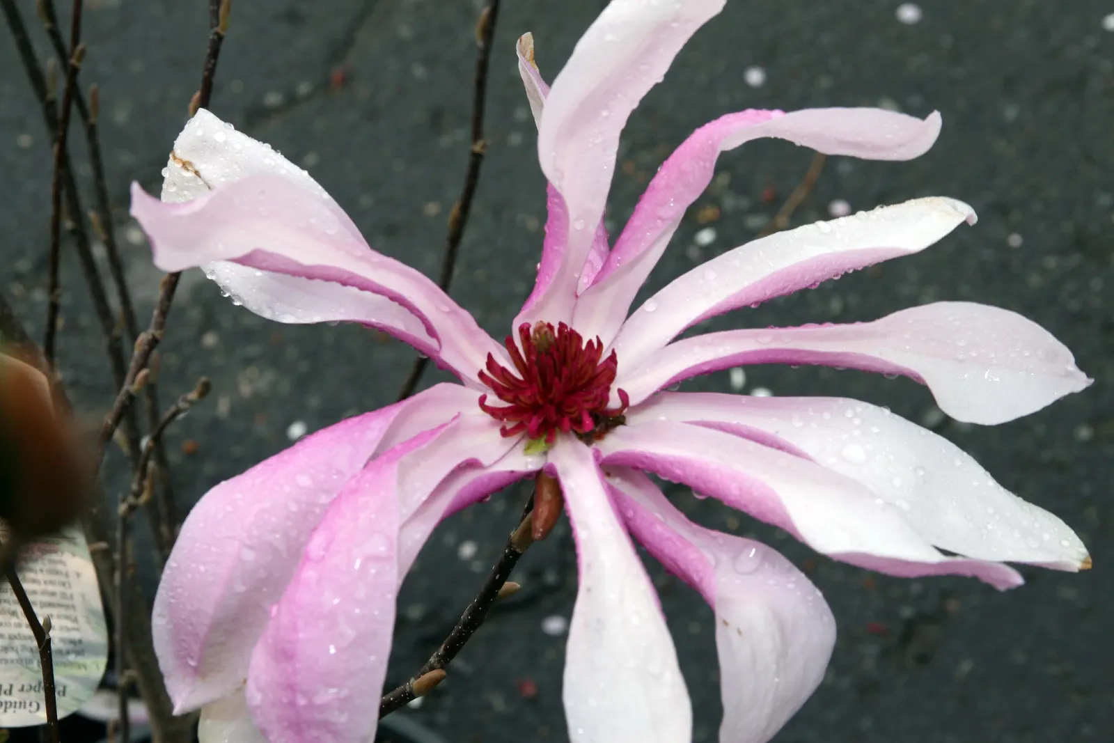 Jane Magnolia (Magnolia 'Jane') — that burst forth in mid to late spring