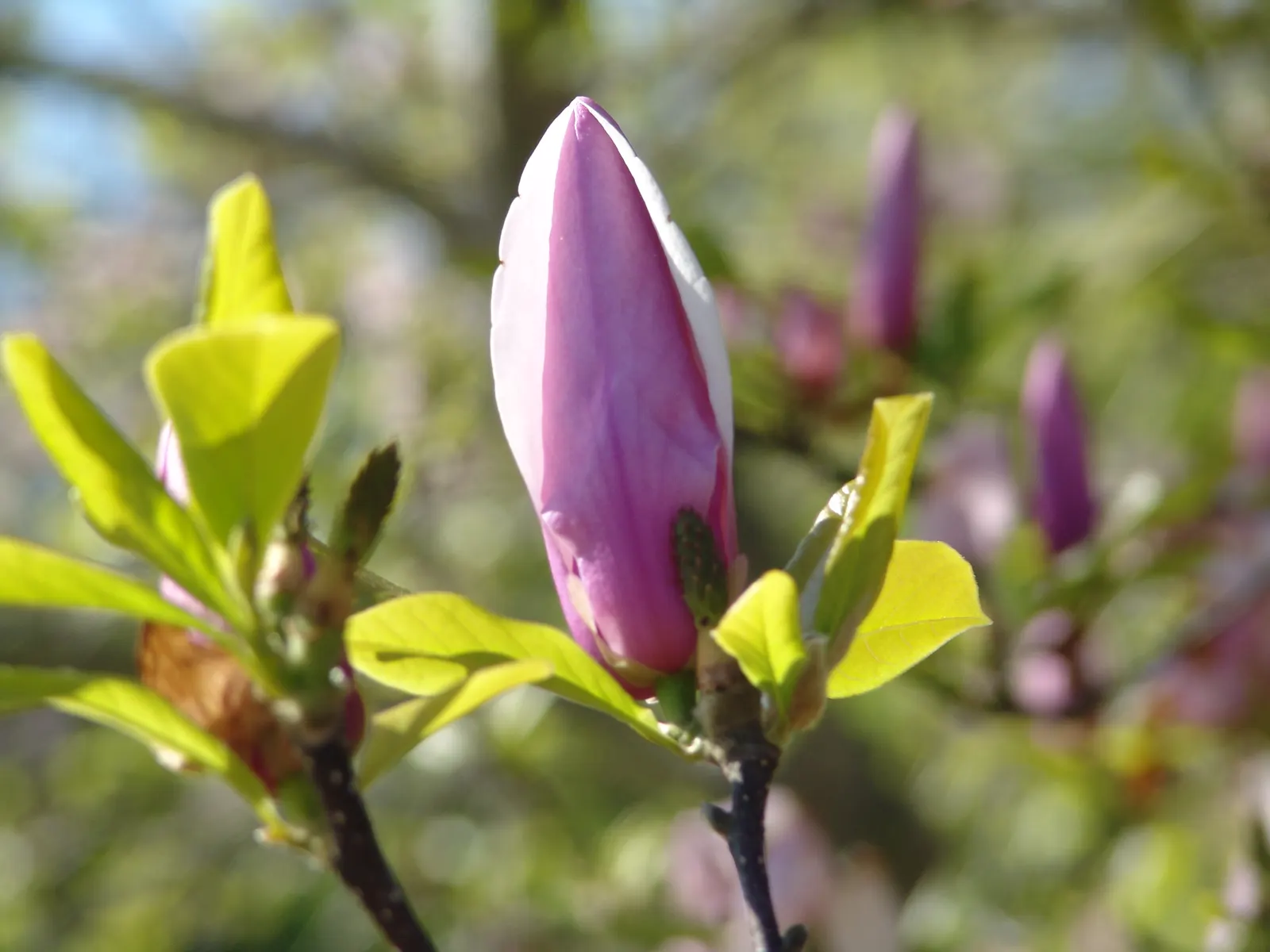 Jane Magnolia (Magnolia 'Jane') — multi-colored and purple and red and white flowers in the garden
