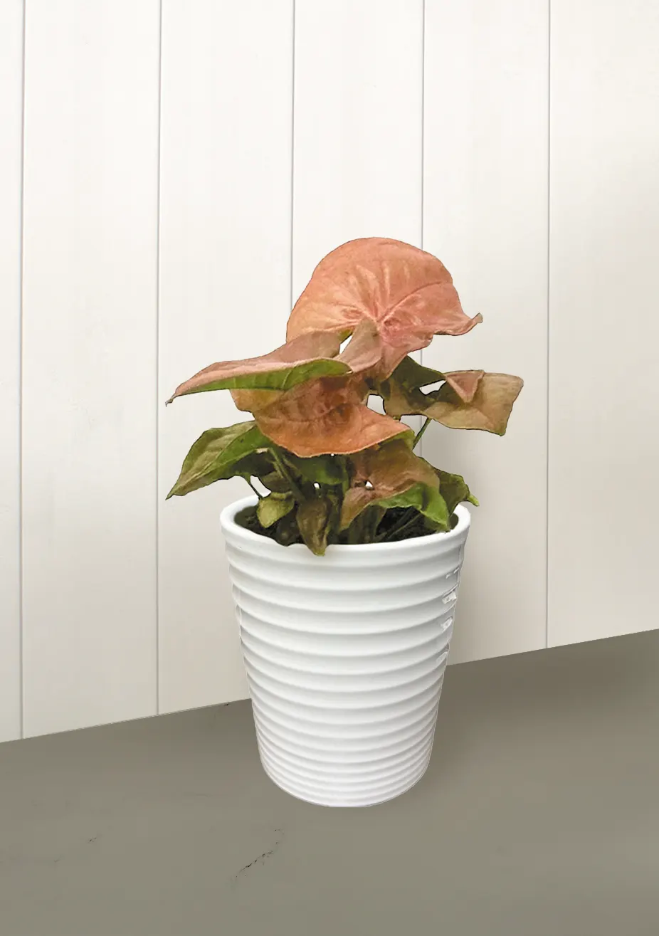 Cupid's Quiver™ Arrowhead Vine (Syngonium podophyllum) — Cupid's Quiver™ typically grows 12-72 inches tall, becoming fuller, then lightly vining with age