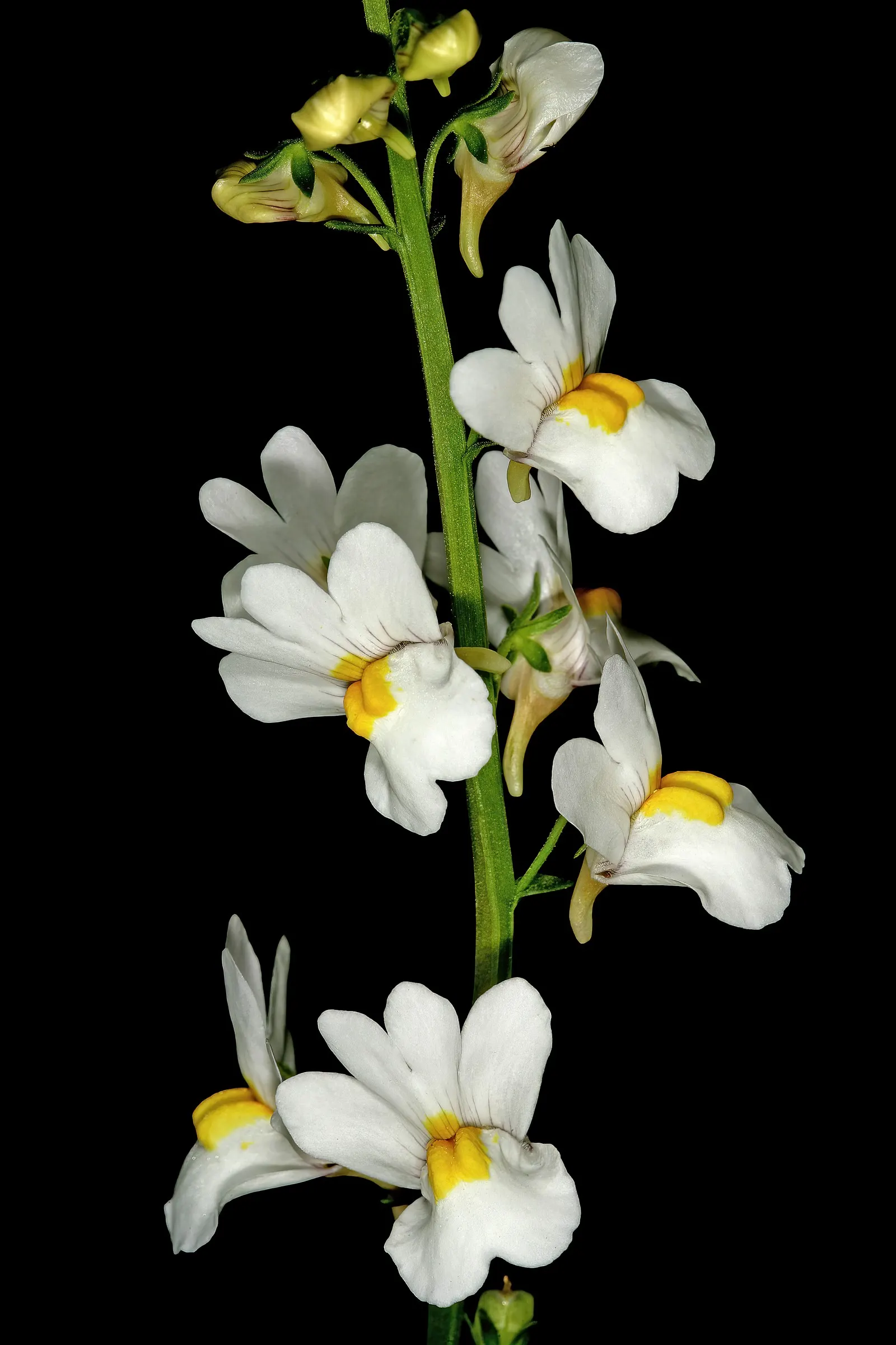 Nemesia (Nemesia Caerulea) — is a charming annual adorned with delicate flowers in a vibrant palette; nemesia displays an array of colors, image 71