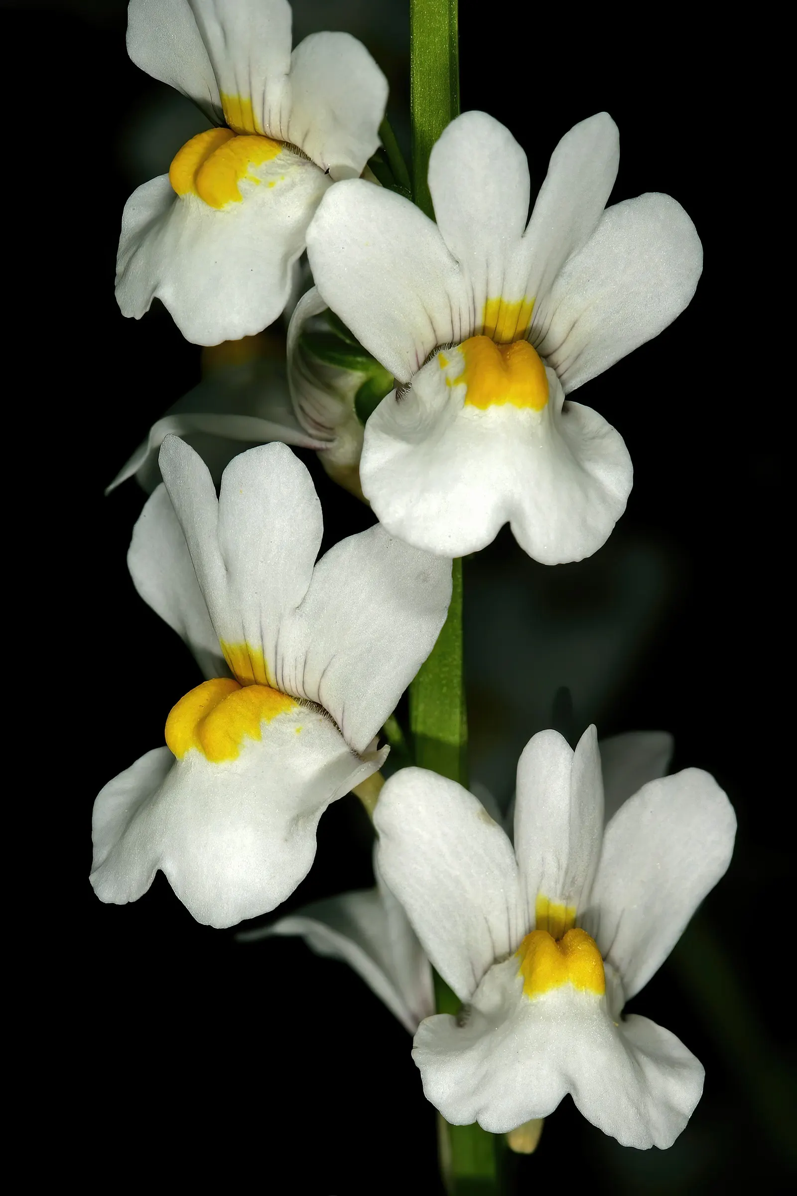 Nemesia (Nemesia Caerulea) — incorporate a slow-release fertilizer to ensure robust growth.<br><br>Compact and remarkably floriferous; it is, image 65