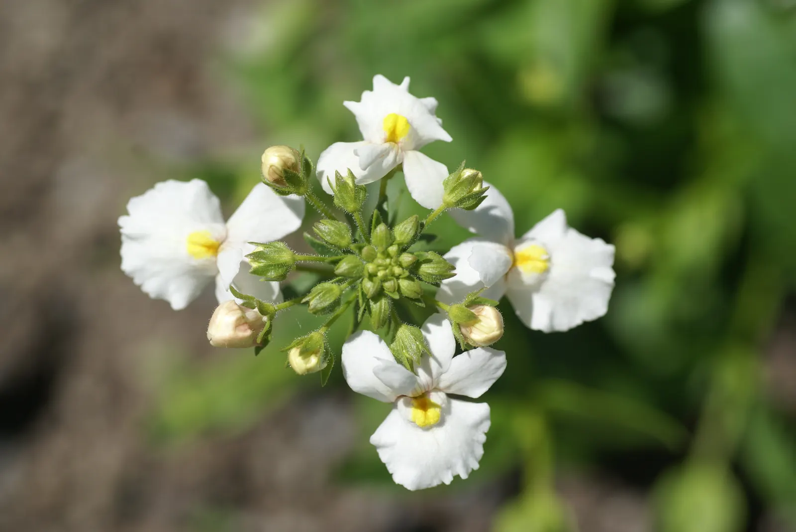 Nemesia (Nemesia Caerulea) — from deep blues and purples to bright pinks, image 58