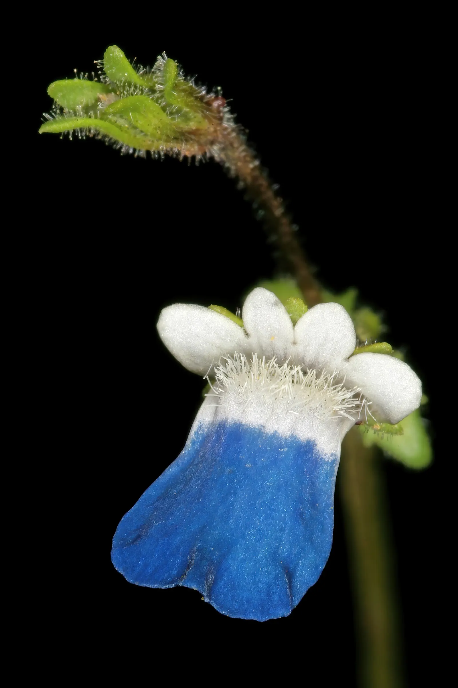 Nemesia (Nemesia Caerulea) — This enchanting plant typically grows between 6 and 24 inches tall and spreads up to 12 inches; preferring, image 55