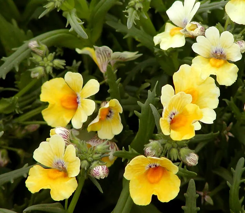 Nemesia (Nemesia Caerulea) — offering a colorful ground cover or bordered accent
