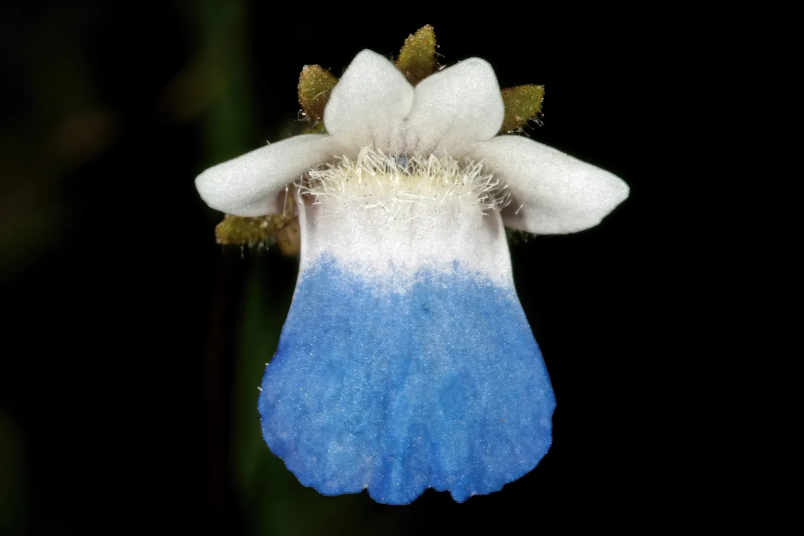 Nemesia (Nemesia Caerulea) — commonly known as Nemesia; preferring full sun to partial shade, image 47