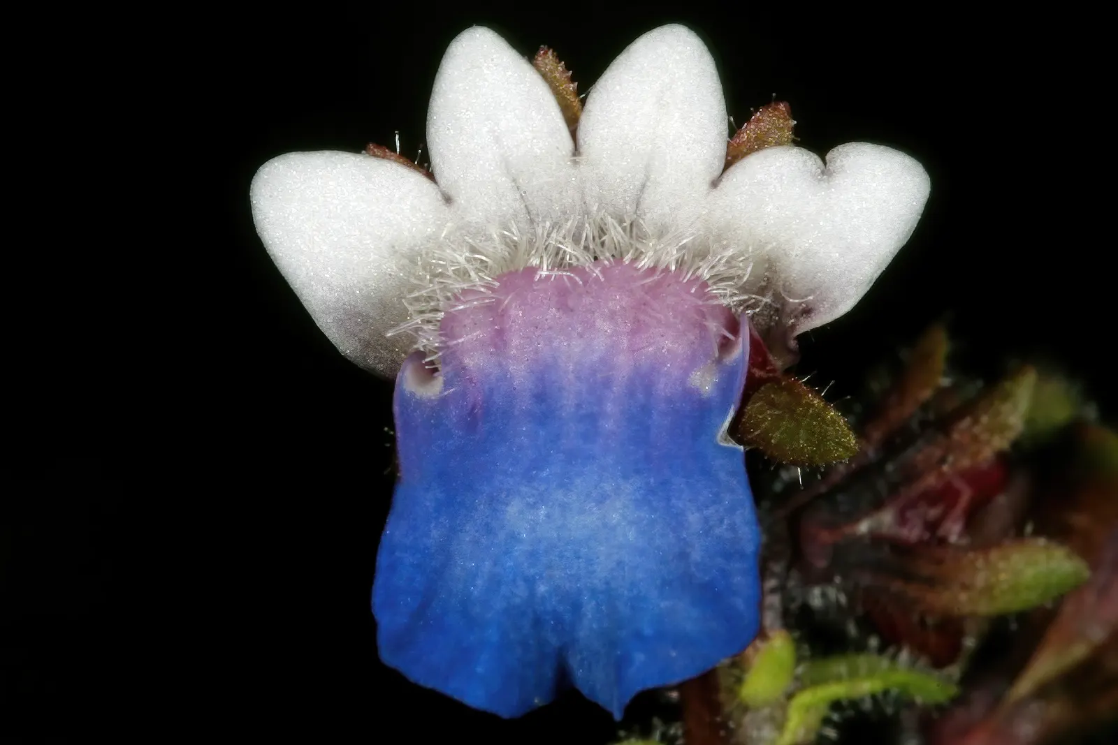 Nemesia (Nemesia Caerulea) — preferring well-draining soil that is consistently moist but not waterlogged; ranging from blues and purples to whites, image 60
