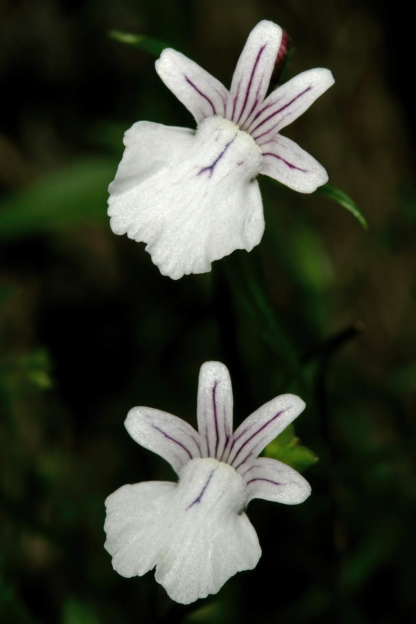 Nemesia (Nemesia Caerulea) — where its multitude of blossoms adds a continuous burst of color; is a charming annual or short-lived perennial that, image 64